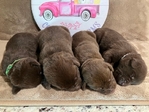 Chocolate Labrador Retriever Puppies