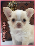 Sweet Promise AKC Applehead Longcoat Female