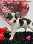 Gorgeous AKC Female White with Black Applehead Chihuahua