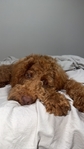 Male Mini Goldendoodle