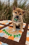 Shiba Inu puppies