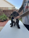 ABKC XL American Bully