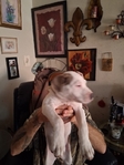 Pitbull