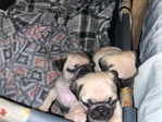 Easter Pug Puppies Ready for a forever home