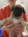 Pug puppies