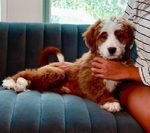 Bernedoodle Guardian Home