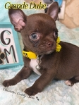 AKC Gorgeous Applehead Chihuahuas