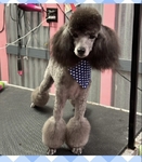 Silver Poodle