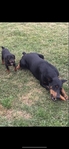 Doberman Puppies for sale