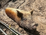 Kune kune pigs