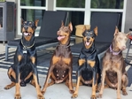 Doberman Pinscher Puppies