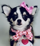Chihuahua puppies