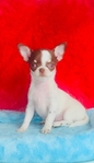 Teacup Lollipop short coat, Applehead female Chihuahua.