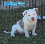 American Bully Puppies