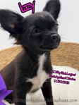 AKC Longcoat Chihuahuas
