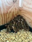 Guinea keets