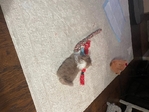 Shih tzu male puppy registered