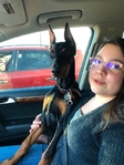 Doberman Puppies for sale