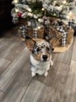 Merle Corgis CKC Registered