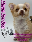 AKC Gorgeous Longcoat Chihuahuas