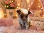 Toy Aussies