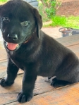 English Black Labrador Puppies Available