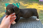 Mini dachshunds