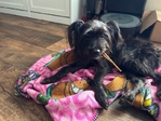 Puppy needing Forever home