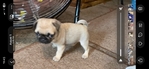 Tiny Male Pug Needs a Forever home