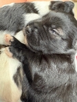CKC Mini Schnauzers!!