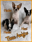 AKC Stunning Male Chihuahuas