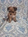 Yorkies in Tyler County