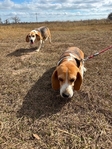 Beagle Free 6 year old female
