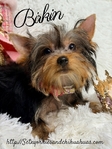 Gorgeous Tiny AKC Registered Female Yorkies