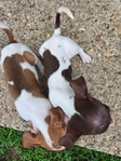 CHIWEENIE  CUTE  PUPPIES 7 WEEKS OLD