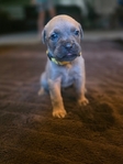 Cane Corso puppies!