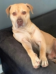 American Bully & Bullmastiff Hybrid
