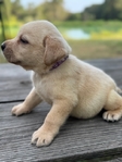 Yellow and Black English Labrador Puppies