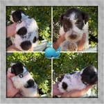 Akc miniature schnauzers