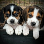 Beagle Puppies 6 Weeks
