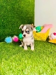 Chihuahua Tiny Puppies Vetted w/shots