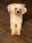 Rehoming 1 year old male maltipoo
