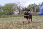 Doberman puppies