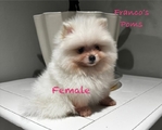 Pomeranian