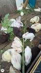 TAMUK Rabbits $10 Off Bucks