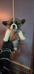 Pembroke Welsh Corgi Puppies