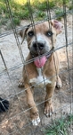 Cane Corso/pit bull
