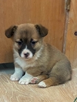 Pembroke corgi pup