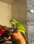 Quaker parrot/bird/parrot/tame