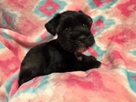 CKC Mini Schnauzer Pup reduced!! $800